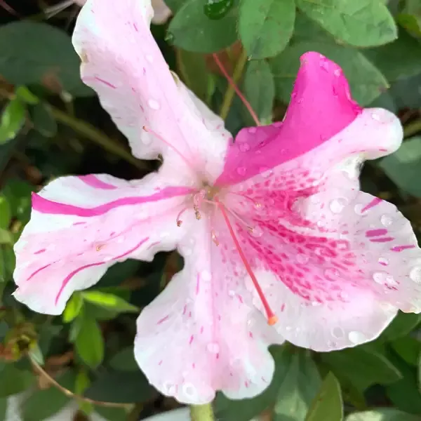 Autumn Twist™ Encore™ Azalea
