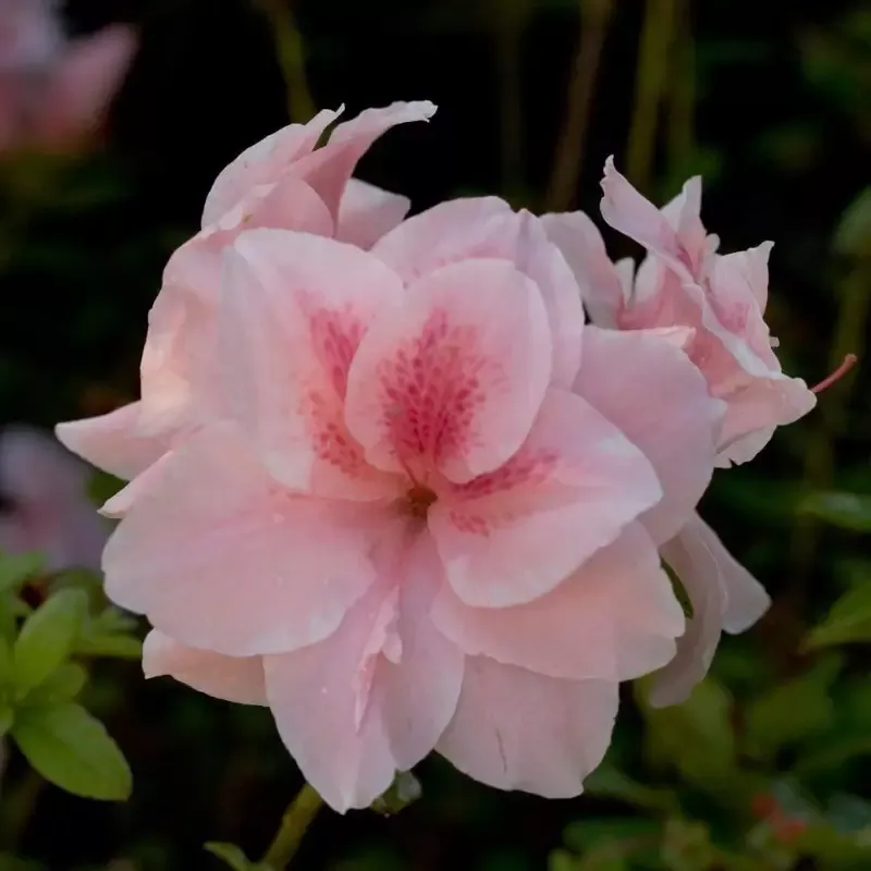 Azalea Autumn Belle