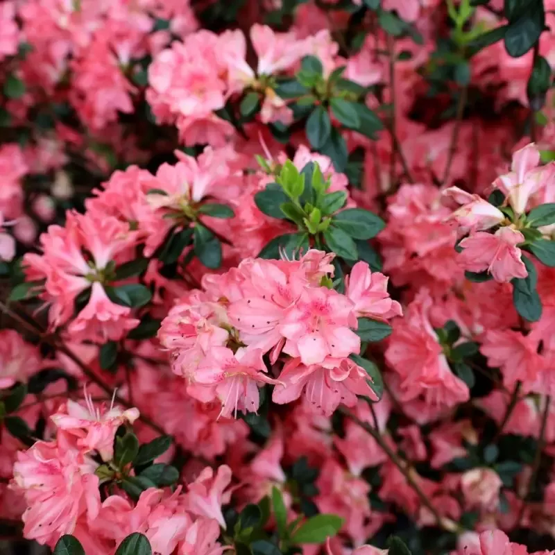 Azalea Blaauw’s Pink