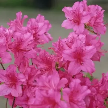 Azalea – Boudoir Pink
