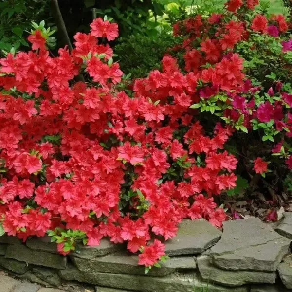 Azalea Buccaneer