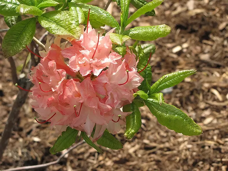 Azalea – Cannon’s Dbl Exbury