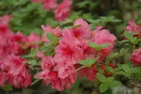 Azalea – Dwarf Pink Hino