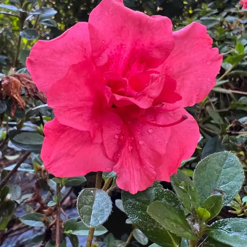 Azalea Echo Fireglow