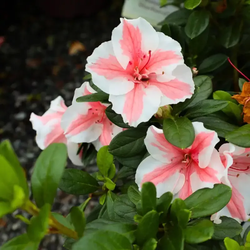 Azalea Encore Autumn Starburst