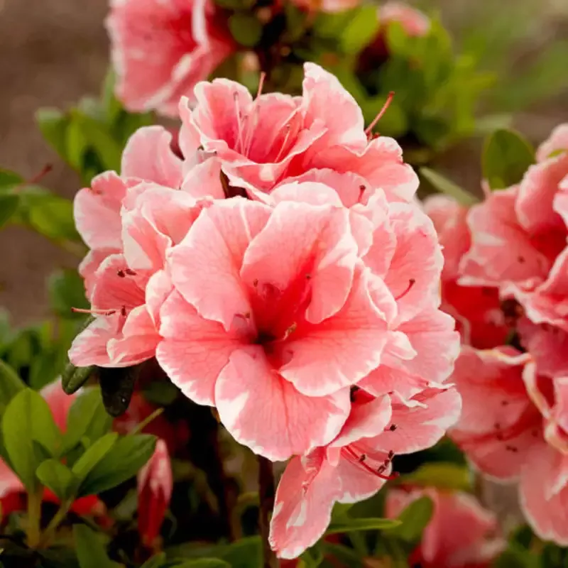 Azalea Encore Autumn Sunburst