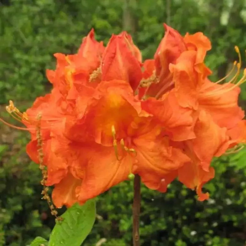 Azalea Exbury Gibraltar