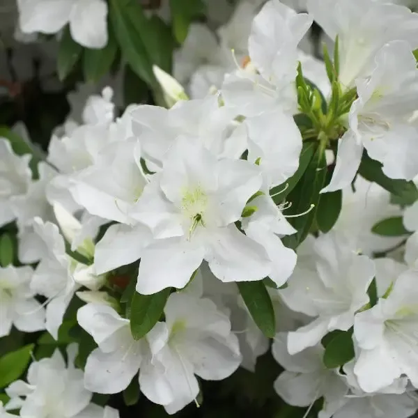 Azalea Girards Pleasant White