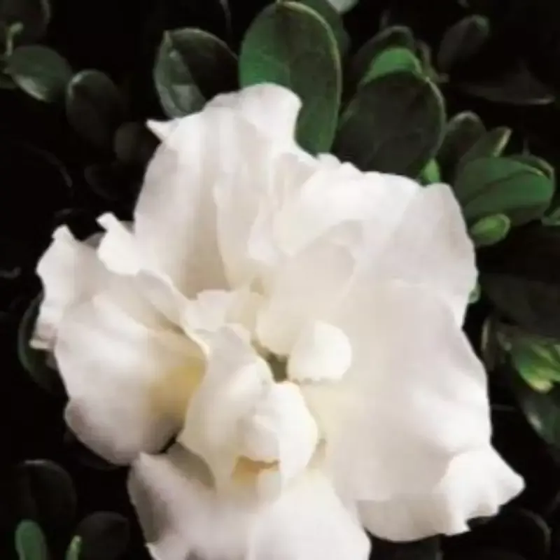 Azalea Hardy Gardenia