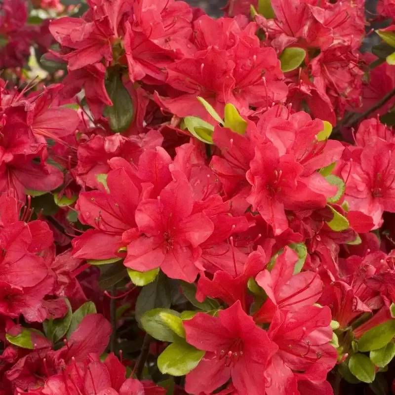 Azalea ‘Hino Crimson’