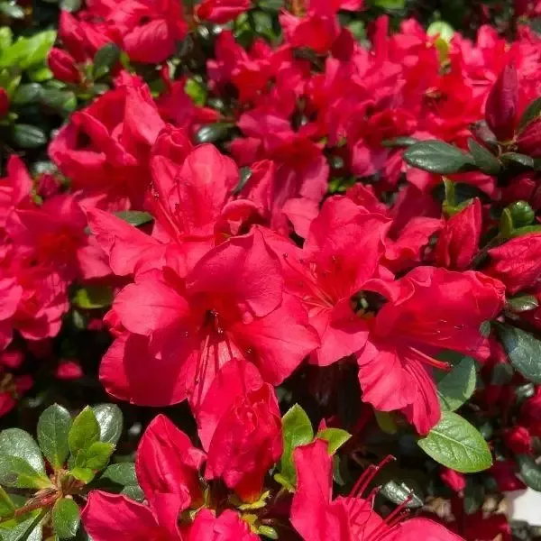 Azalea Johanna