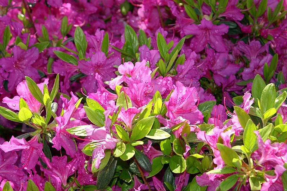 Azalea Karen #3