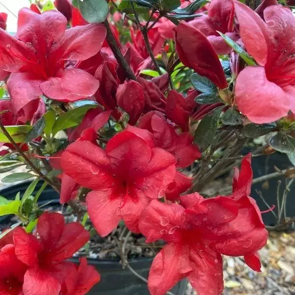 Azalea Midnight Flare