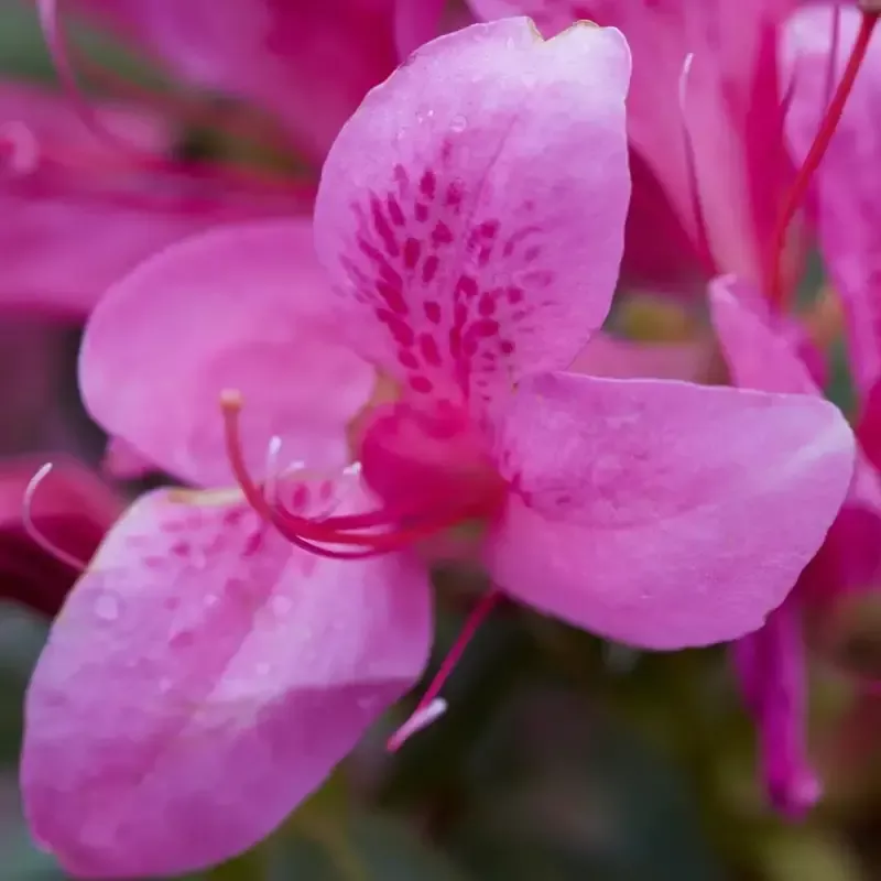 Azalea Pink Ribbons Deja Bloom