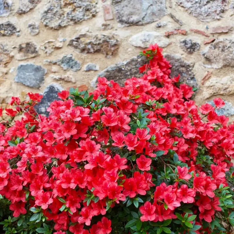 Azalea ‘Red Bird’