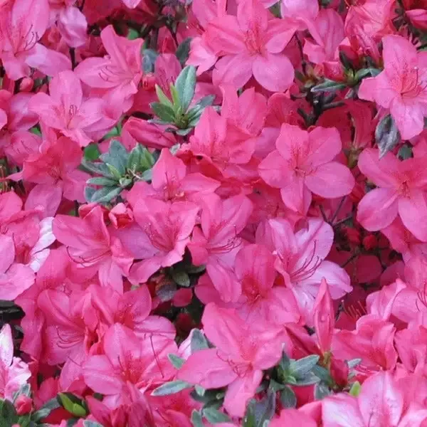 Azalea Tradition Pink