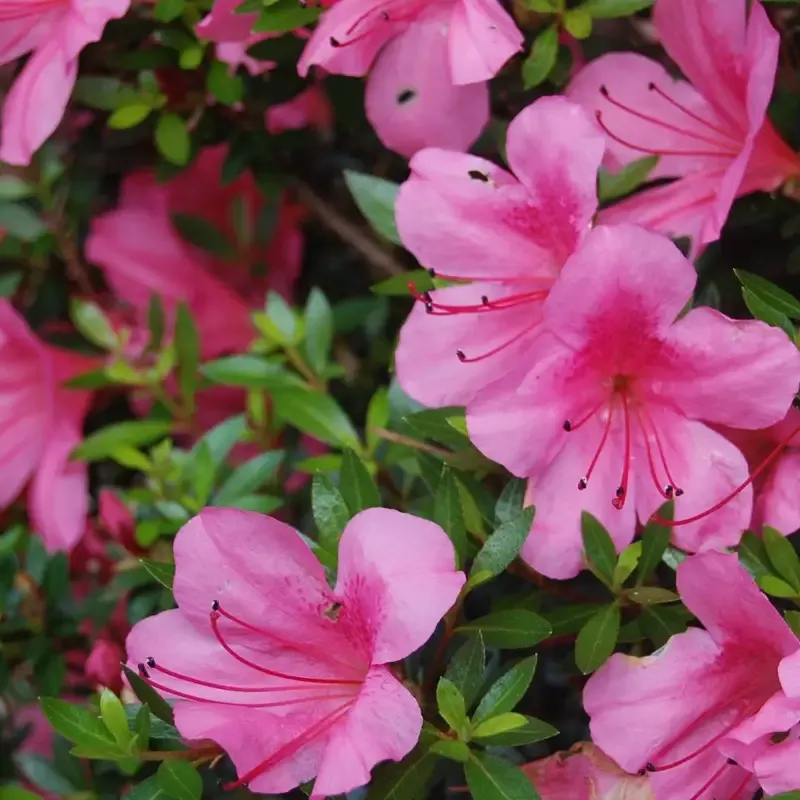 Azalea X Satsuki ‘Chinzan’