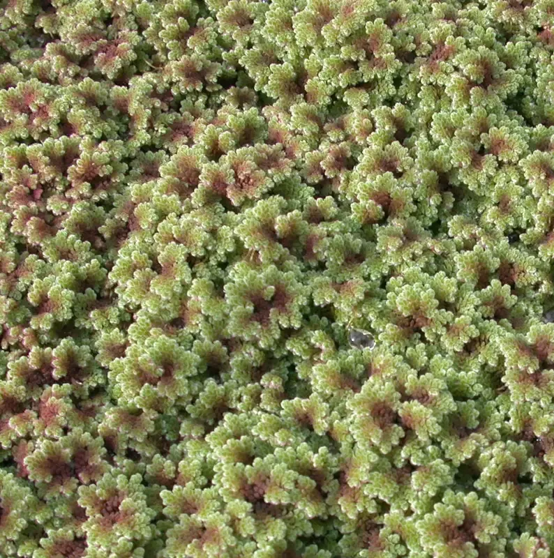 Azolla caroliniana “Fairy Moss”