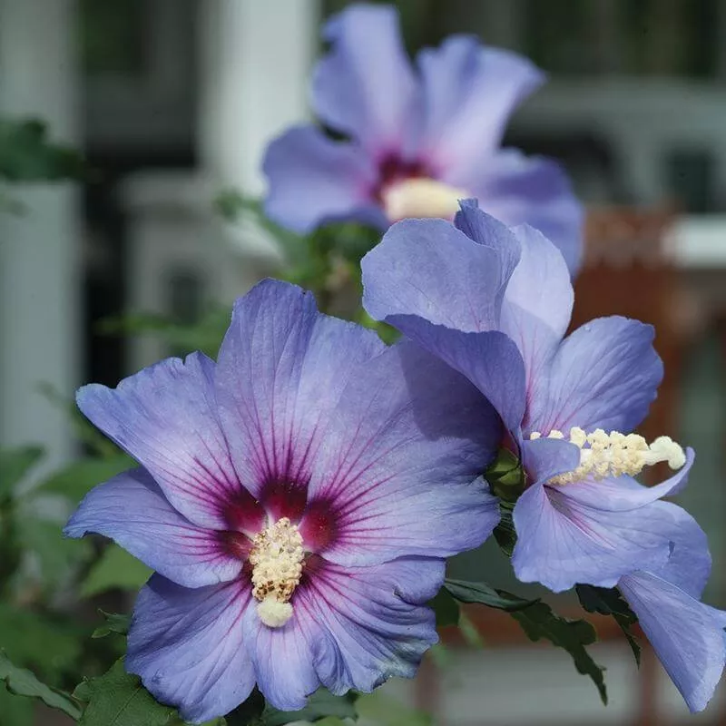 Azurri Blue Satin™ Rose of Sharon (Hibiscus)
