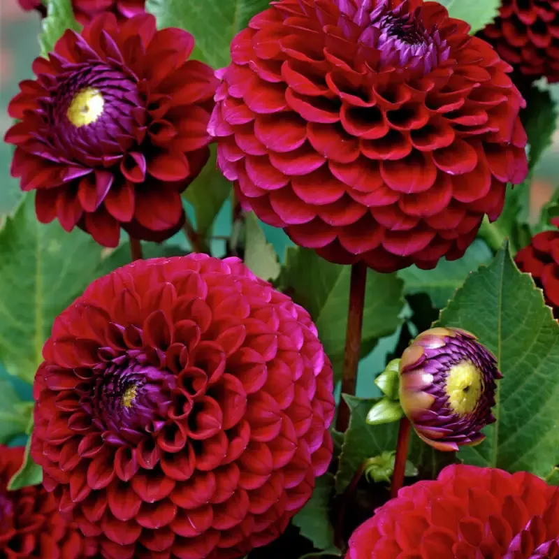 ‘Babette’ Dahlia