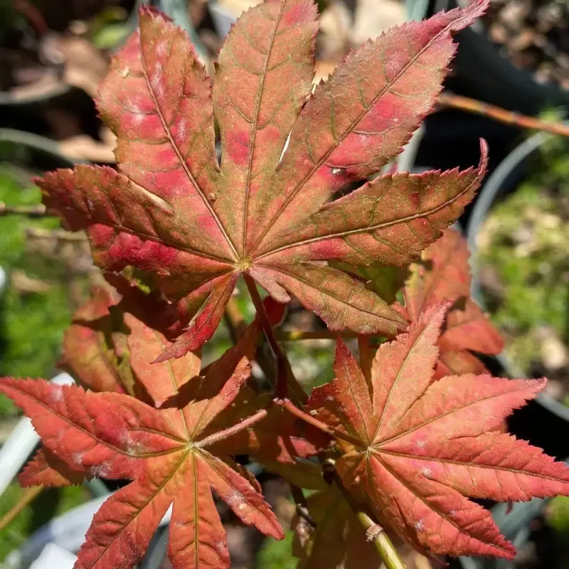 Baby Ghost’ Japanese Maple