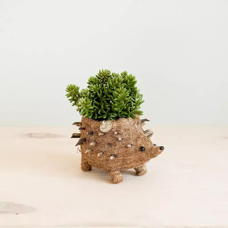 Baby Hedgehog Plant Pot – Handmade Planters | LIKHÂ