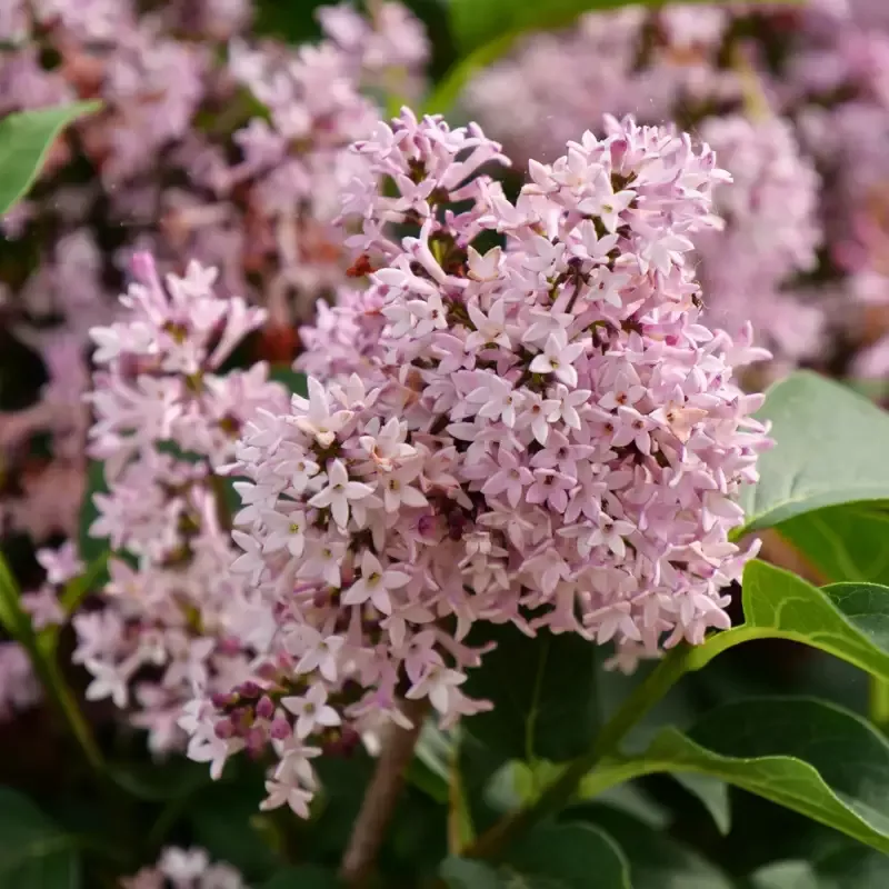 Baby Kim™ Lilac (Syringa)