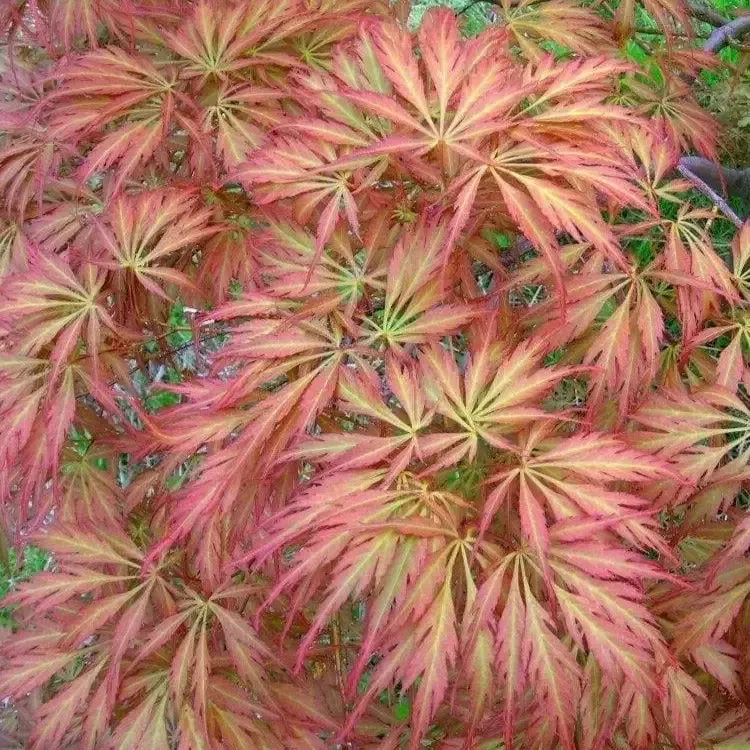 Baby Lace Japanese Maple