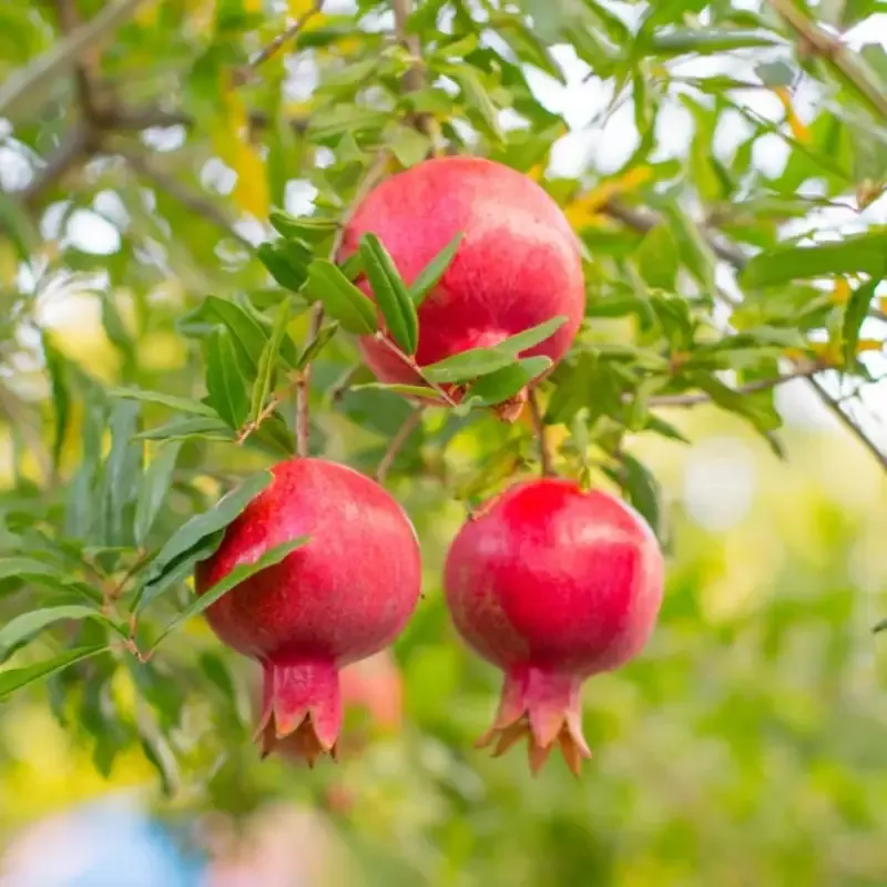 Bala Miursal Pomegranate – Cold Hardy Pomegranate