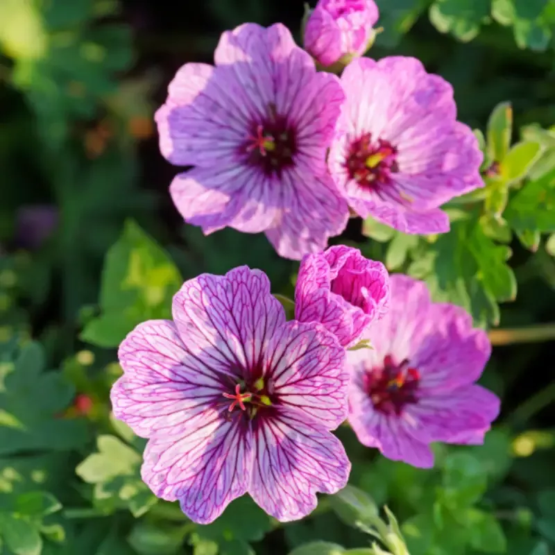 ‘Ballerina’ Cranesbill (Geranium)