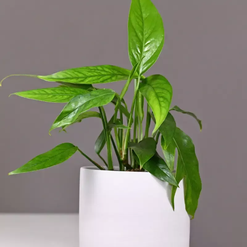 Baltic Blue Pothos