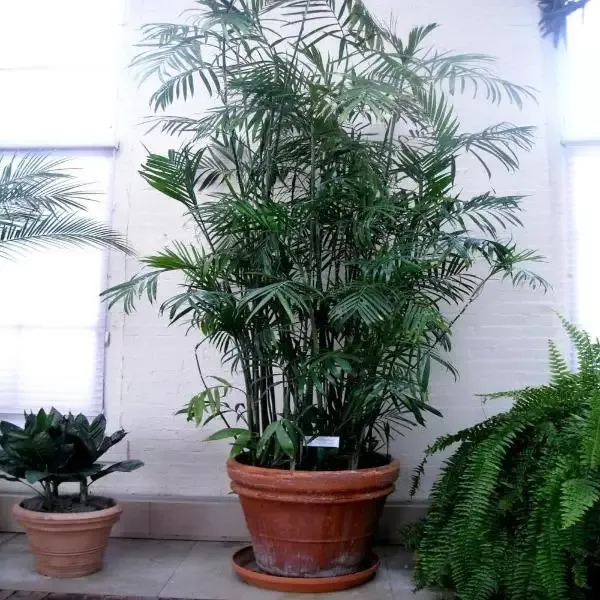 Bamboo Palm