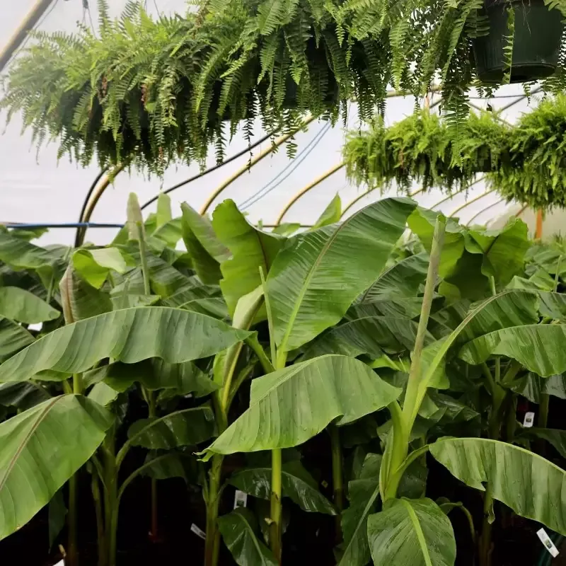 Banana ‘Musa basjoo’