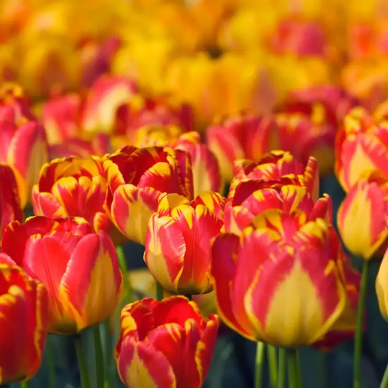‘Banja Luka’ Tulip