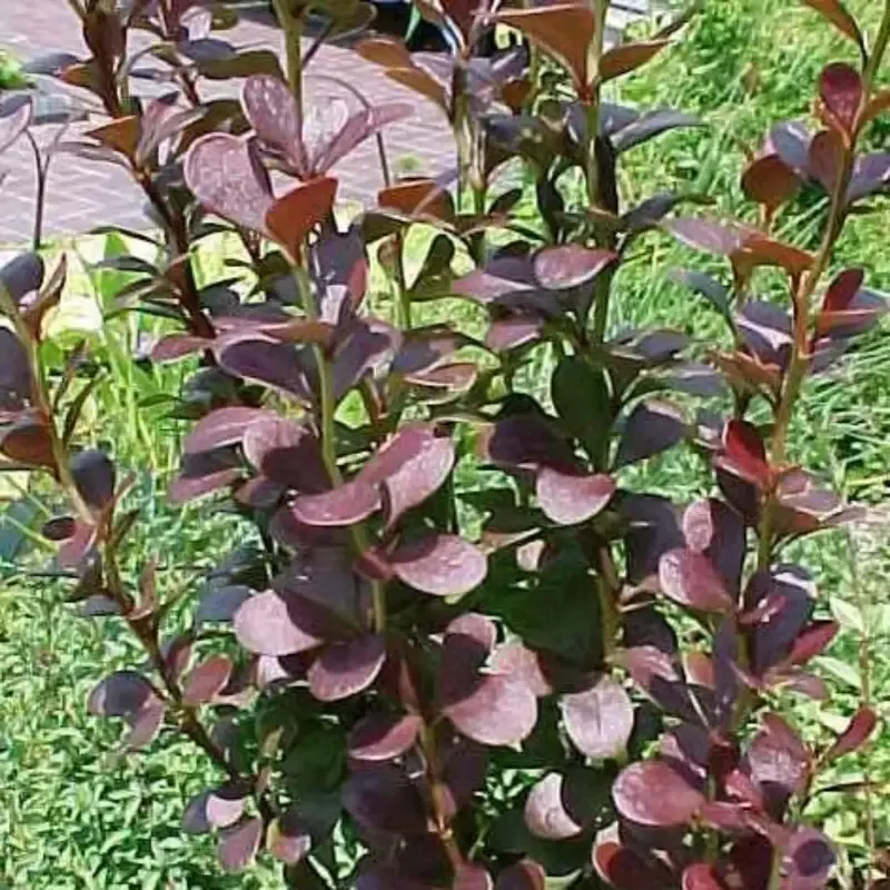 Barberry ‘Helmond Pillar’