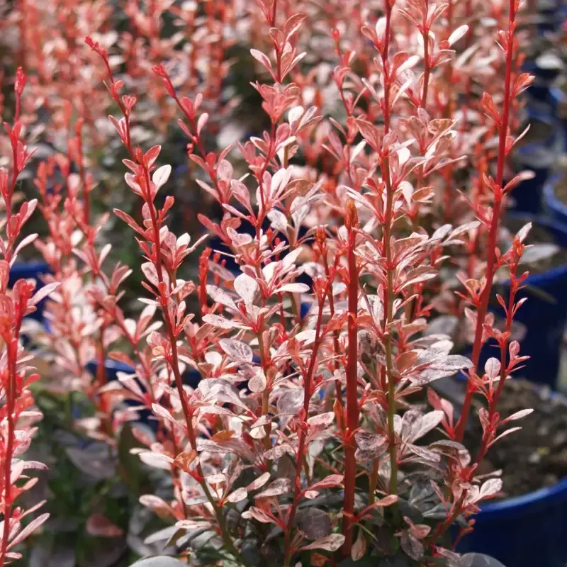 Barberry ‘Rosy Rocket’
