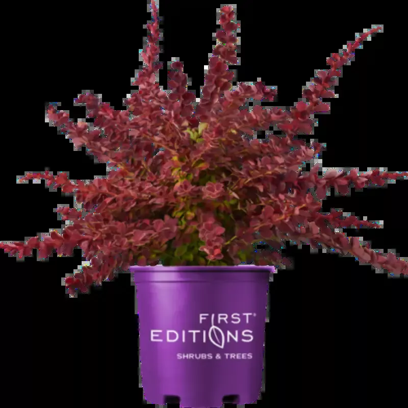 Barberry ‘Toscana’
