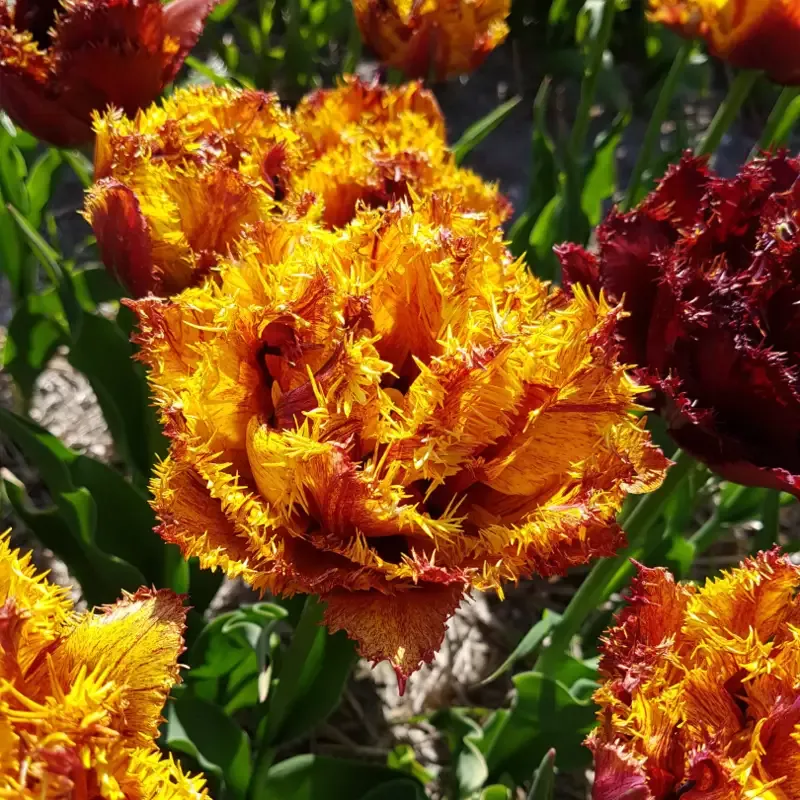 ‘Bastia’ Fringed Tulip