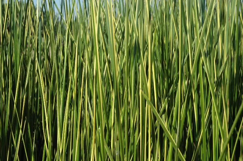 Baumea rubiginosa ‘Variegated’ (Striped Rush)