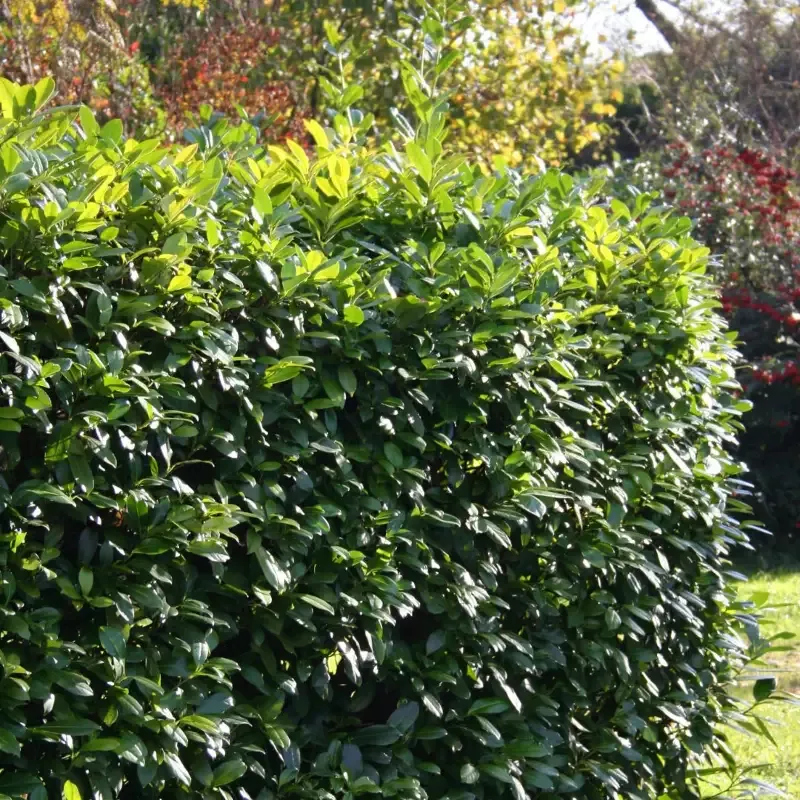 Bay Laurel Shrub