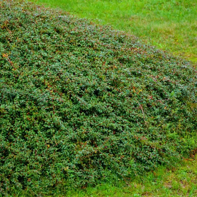 Bearberry Cotoneaster Coral Beauty