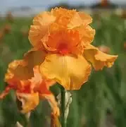 Bearded Iris – Firebreather