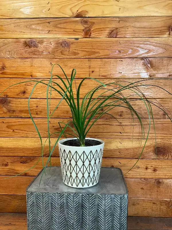 Beaucarnea Recurvata, 6″ Plant