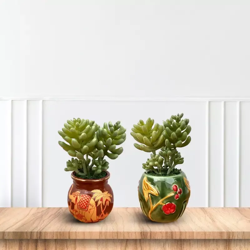 Beautiful Mini Green Succulent -Good Gift
