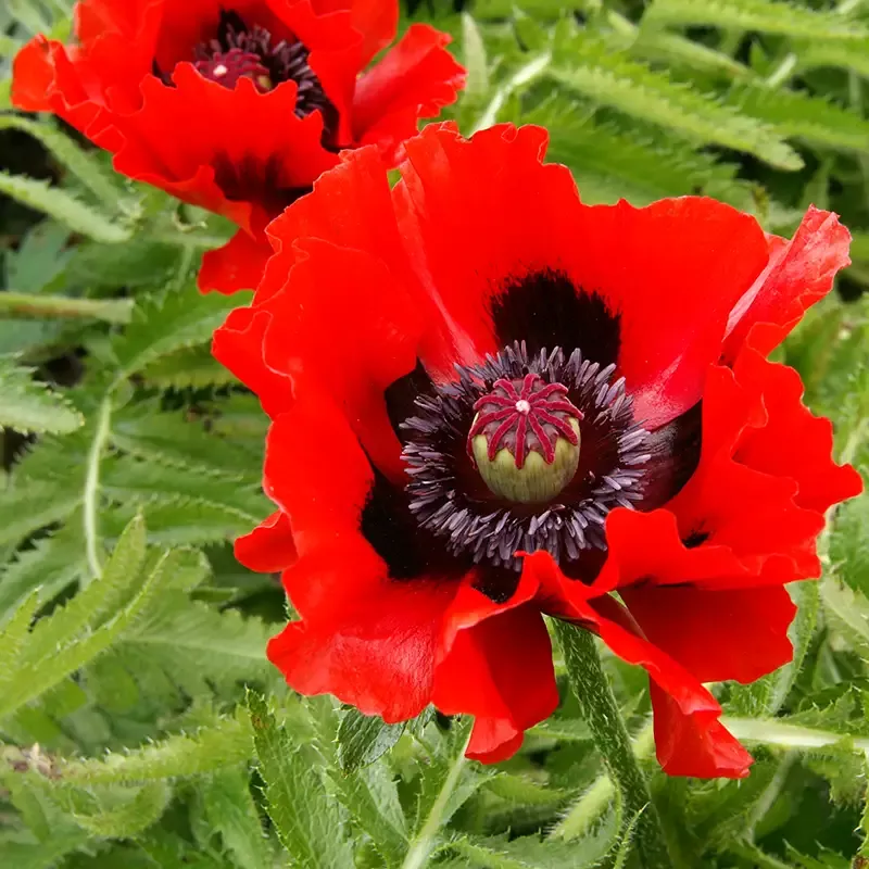 ‘Beauty of Livermere’ Oriental Poppy (Papaver)