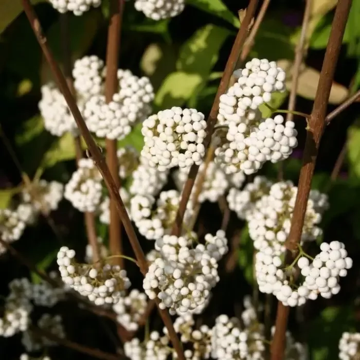 Beautyberry Plump & Plentiful™ Snow Star