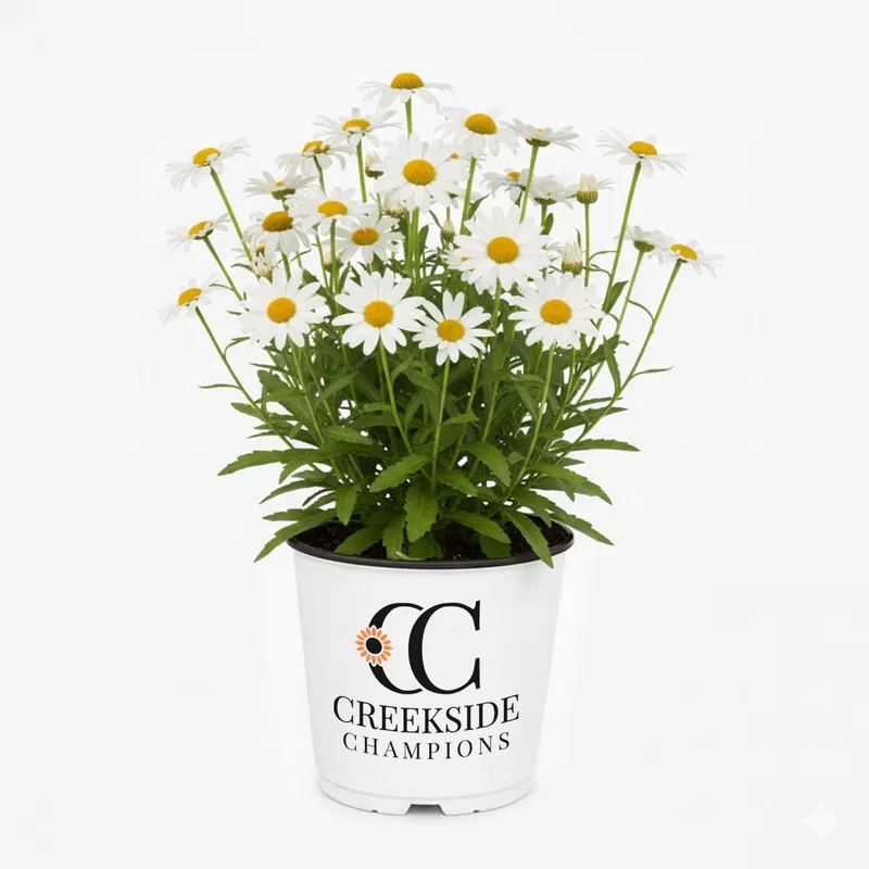 ‘Becky’ Shasta Daisy | Creekside Champions