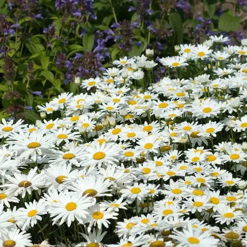 ‘Becky’ Shasta Daisy (Leucanthemum)