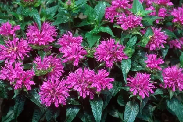 Beebalm – Grand Parade