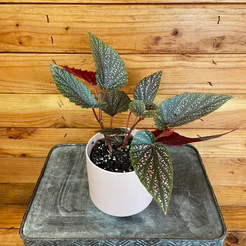 Begonia Angel Wing Benigo Pink, 4” Plant